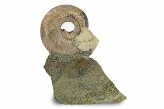 Iridescent, Pyritized Ammonite (Quenstedticeras) Fossil Display #244941