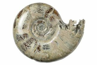 Polished, Sutured Ammonite (Argonauticeras) Fossil - Madagascar #246212