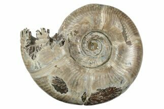 Polished, Sutured Ammonite (Eotetragonites?) Fossil - Madagascar #246219