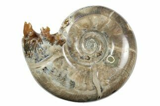 Polished, Sutured Ammonite (Argonauticeras) Fossil - Madagascar #246220