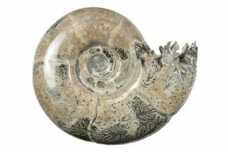 Polished, Sutured Ammonite (Argonauticeras) Fossil - Madagascar #246222