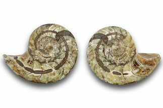 Jurassic Cut & Polished Nautilus (Cymatoceras) Fossil -Madagascar #246170