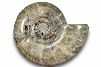 Polished Ammonite (Argonauticeras) Fossil - Madagascar #246203
