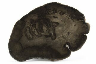 Polished Petrified Wood Round - Utah #244907