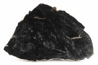 Triassic Petrified Wood (Conifer) Slab - Circle Cliffs, Utah #245588