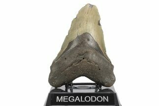 Fossil Megalodon Tooth - North Carolina #245888