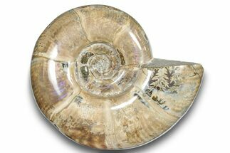 Polished Ammonite (Argonauticeras) Fossil - Purple Iridescence #246204