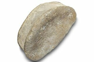 Hadrosaur (Edmontosaurus) Phalanx - Montana #246230