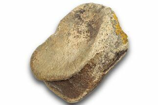 Fossil Dinosaur Phalanx (Toe) Bone - Montana #246231