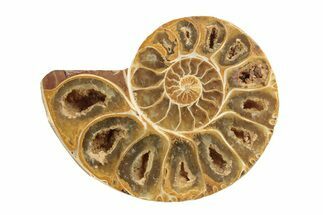 Jurassic Cut & Polished Ammonite Fossil (Half) - Madagascar #239515