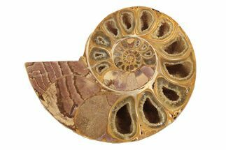 Jurassic Cut & Polished Ammonite Fossil (Half) - Madagascar #239516