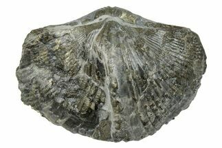Pyrite-Replaced Brachiopod (Paraspirifer) Fossil - Ohio #246645