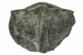 Pyrite-Replaced Brachiopod (Paraspirifer) Fossil - Ohio #246658