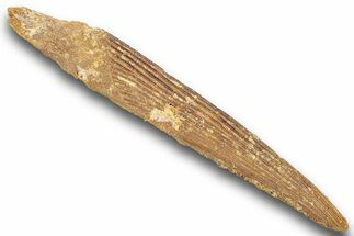 Fossil Shark (Hybodus) Dorsal Spine - Kem Kem Beds, Morocco #244569