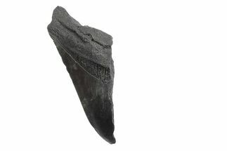 Partial, Fossil Megalodon Tooth - South Carolina #240131