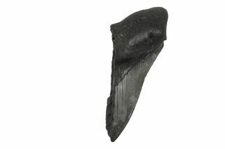 Partial, Fossil Megalodon Tooth - Serrated Blade #240139