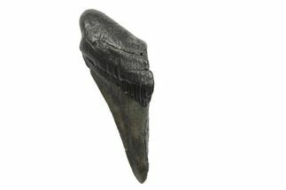 Partial, Fossil Megalodon Tooth #240143