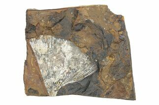 Fossil Ginkgo Leaf From North Dakota - Paleocene #247097