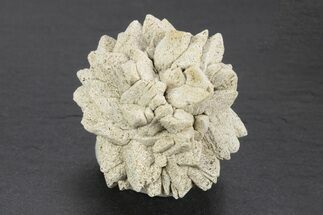 Stellate Glendonite (Calcite Pseudomorph) Cluster - Russia #247197