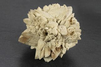 Stellate Glendonite (Calcite Pseudomorph) Cluster - Russia #247207