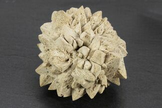Stellate Glendonite (Calcite Pseudomorph) Cluster - Russia #247214