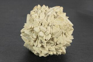 Stellate Glendonite (Calcite Pseudomorph) Cluster - Russia #247217