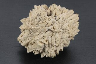 Stellate Glendonite (Calcite Pseudomorph) Cluster - Russia #247223