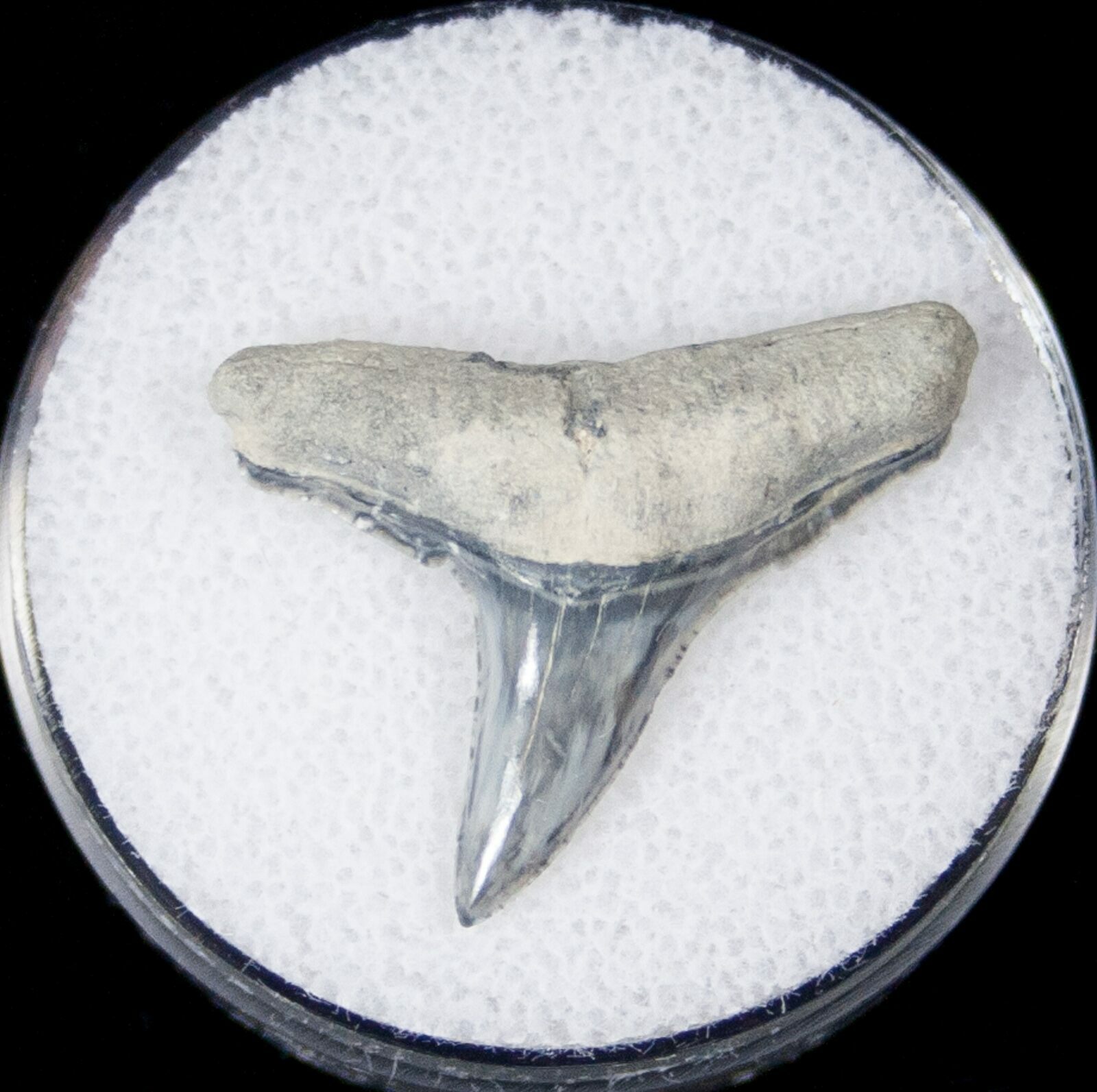 Large Fossil Lemon Shark Tooth - Bone Valley For Sale (#14693 ...