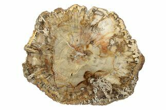Colorful, Petrified Wood (Araucaria) Round - Madagascar #247295