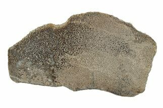 Polished Dinosaur Bone (Gembone) Slab - Morocco #247771