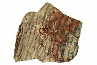 Polished Oligocene Petrified Wood (Pinus) - Australia #247850