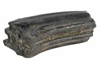 Pleistocene Aged Fossil Horse Tooth - South Carolina #247877