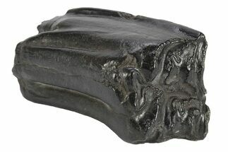 Pleistocene Aged Fossil Horse Tooth - South Carolina #247897