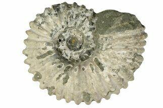 Bumpy Ammonite (Douvilleiceras) Fossil - Madagascar #247956