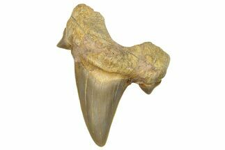 Fossil Shark Tooth (Otodus) - Morocco #247998