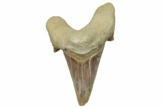 Fossil Shark Tooth (Otodus) - Morocco #248004