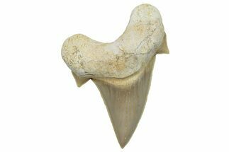 Fossil Shark Tooth (Otodus) - Morocco #248011