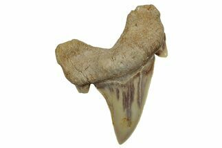 Fossil Shark Tooth (Otodus) - Morocco #248015