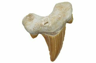 Fossil Shark Tooth (Otodus) - Morocco #248017