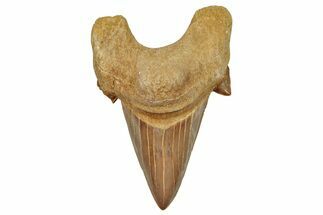 Fossil Shark Tooth (Otodus) - Morocco #248030