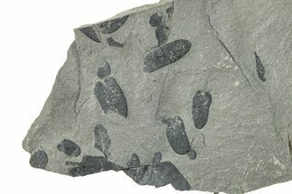 Pennsylvanian Fossil Fern (Neuropteris) Plate - Kentucky #248117