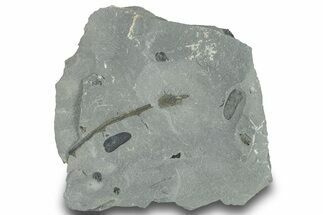 Pennsylvanian Fossil Fern (Macroneuropteris) Plate - Kentucky #248123