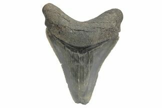 Serrated, Juvenile Megalodon Tooth - South Carolina #248522