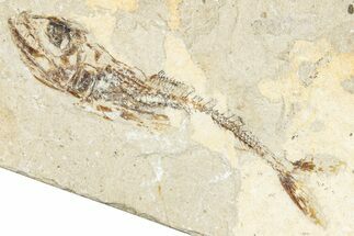 Cretaceous Fossil Fish (Eurypholis or Enchodus) - Lebanon #248363