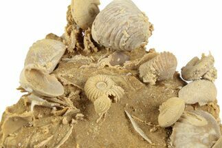 Miniature Fossil Cluster (Ammonites, Brachiopods) - France #248406