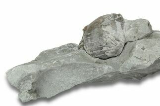 Wide, Unprepped Enrolled Isotelus Trilobite - Mt Orab, Ohio #248620