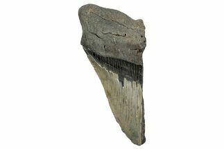 Partial Megalodon Tooth - Serrated Blade #248419