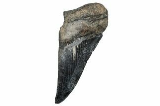 Partial Megalodon Tooth - South Carolina #248422
