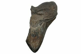 Partial Megalodon Tooth - Serrated Blade #248425