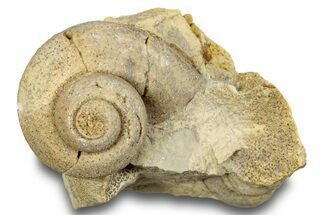 Ordovician Gastropod Fossil (Trochonema) - Wisconsin #248583